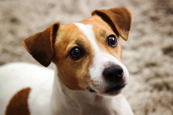 Jack Russel terrier-cane Jack Russel terrier-cane