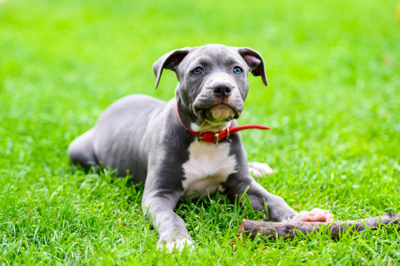 American Staffordshire-Con ourecies American Staffordshire-Con ourecies