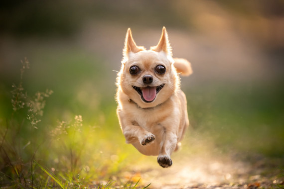 Chihuahua-Cane Chihuahua-Cane
