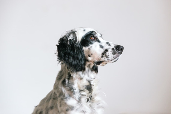 setter anglais-italia setter anglais-italia