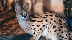 Savannah Savannah