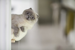 Scottish Fold Scottish Fold