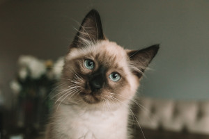 Siamese Siamese