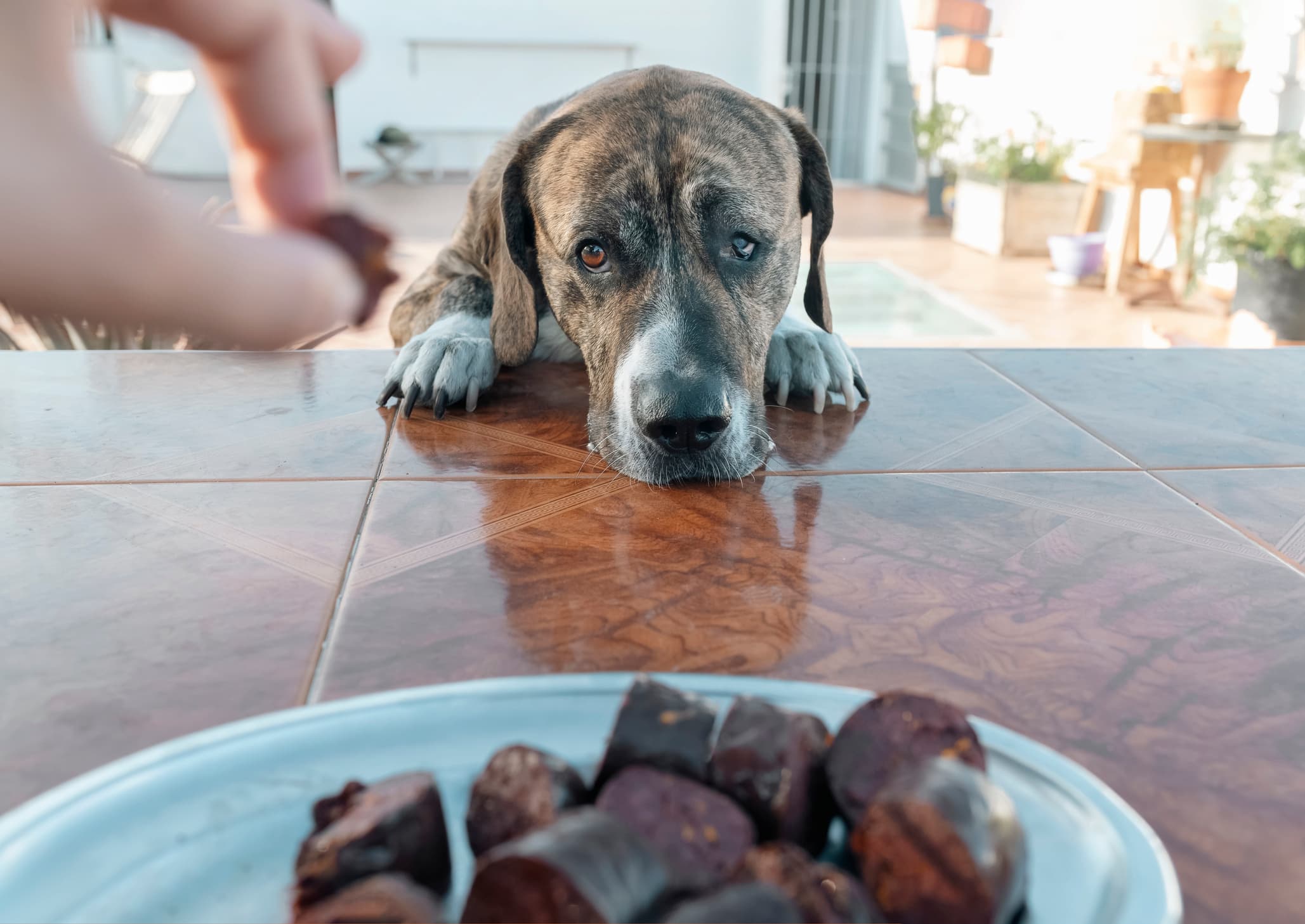 Aliments, plantes et poisons : ce qui peut vraiment tuer votre chien