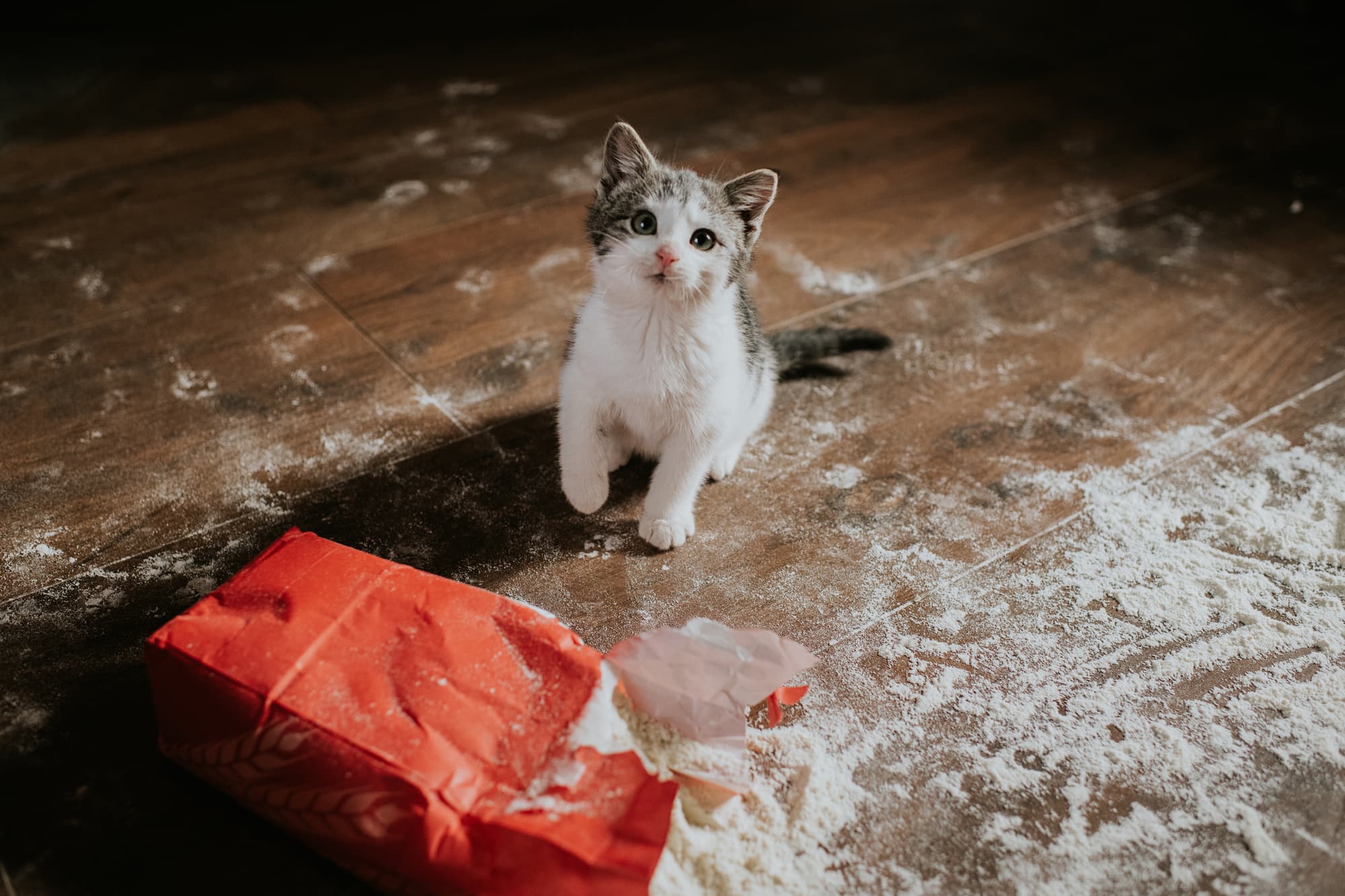 Pourquoi les chats ne laissent-ils que deux empreintes au lieu de quatre ?