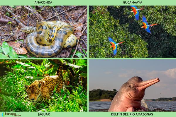 Selva amazónica: qué es, dónde está, animales y tribus - Flora y animales de la selva amazonica