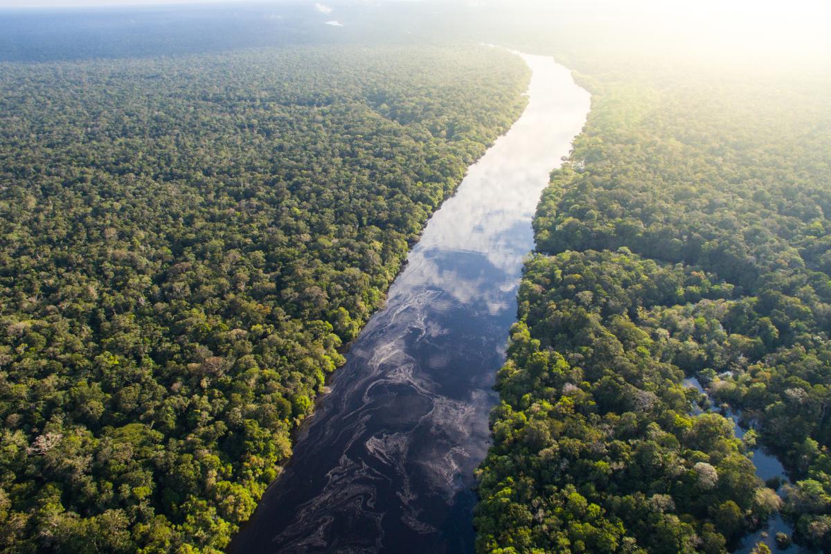 Forêt amazonienne : définition, localisation, animaux et tribus