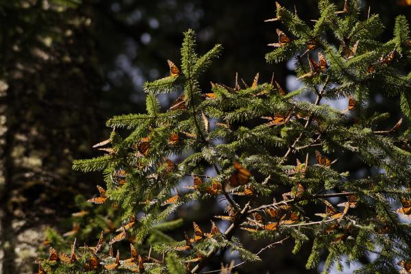 Áreas naturales protegidas de México - Réserve de la Biosphère Mariposa Monarca (Michoacán et État de México)
