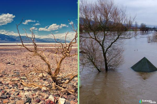 Fenómeno de El Niño: qué es, causas y consecuencias - Consecuencias del fenómeno El Niño