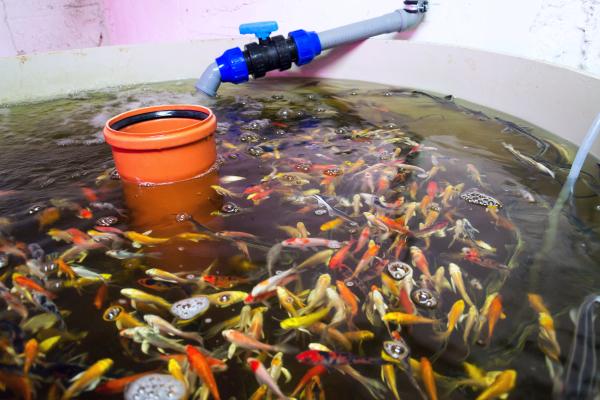 Acuaponía: qué es y para qué sirve - Ventajas y desventajas de la acuponía