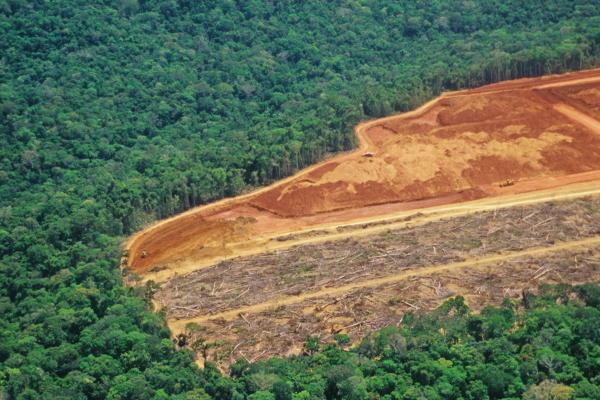 Problemas ambientales en Uruguay - Deforestación y pérdida de biodiversidad