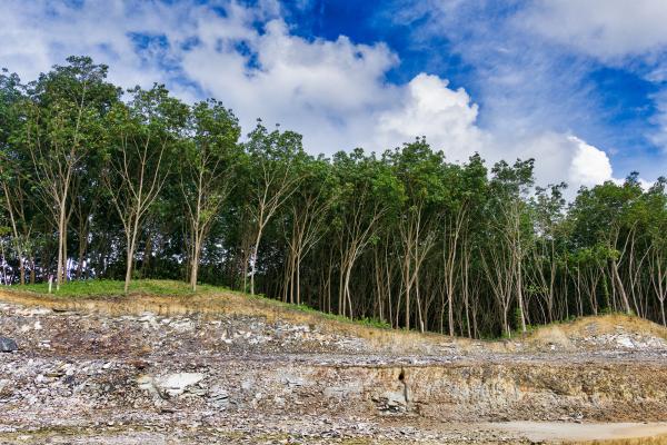 Problemas ambientales de Paraguay - Pérdida de biodiversidad
