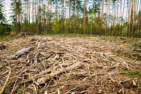 Problemas ambientales de El Salvador - Deforestación