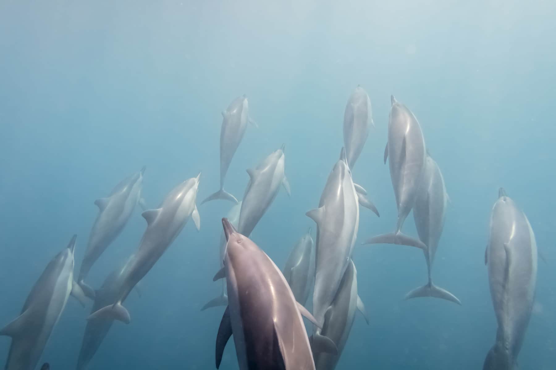 Dauphins mâles violents paient le prix fort : les femelles se souviennent et se vengent ainsi