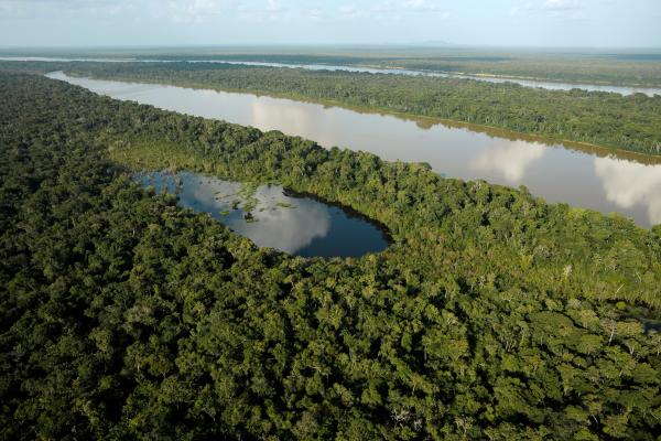 Selva amazónica: qué es, dónde está, animales y tribus - Qué es la selva amazonica y características