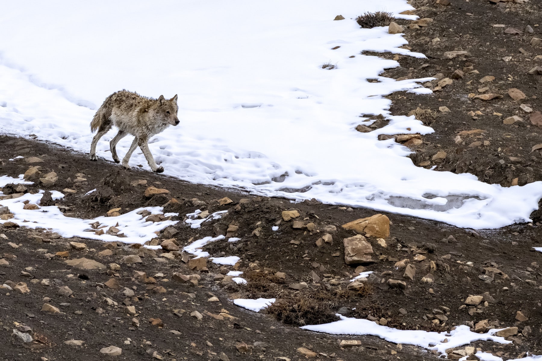 Khipshang : une espèce hybride entre chiens errants et loups qui menace la biodiversité de l’Himalaya