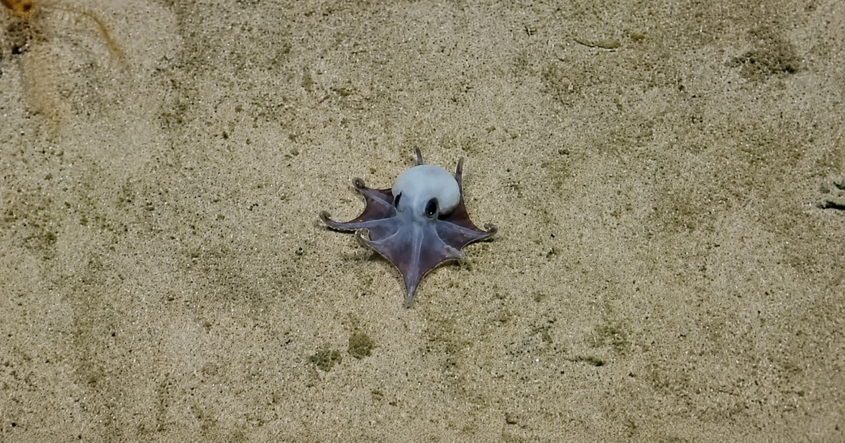 On dirait un Pokémon : un mystérieux poulpe bleu minuscule découvert dans les abysses des Galápagos
