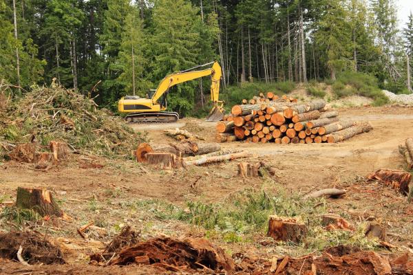 Problemas ambientales de Paraguay - Deforestación