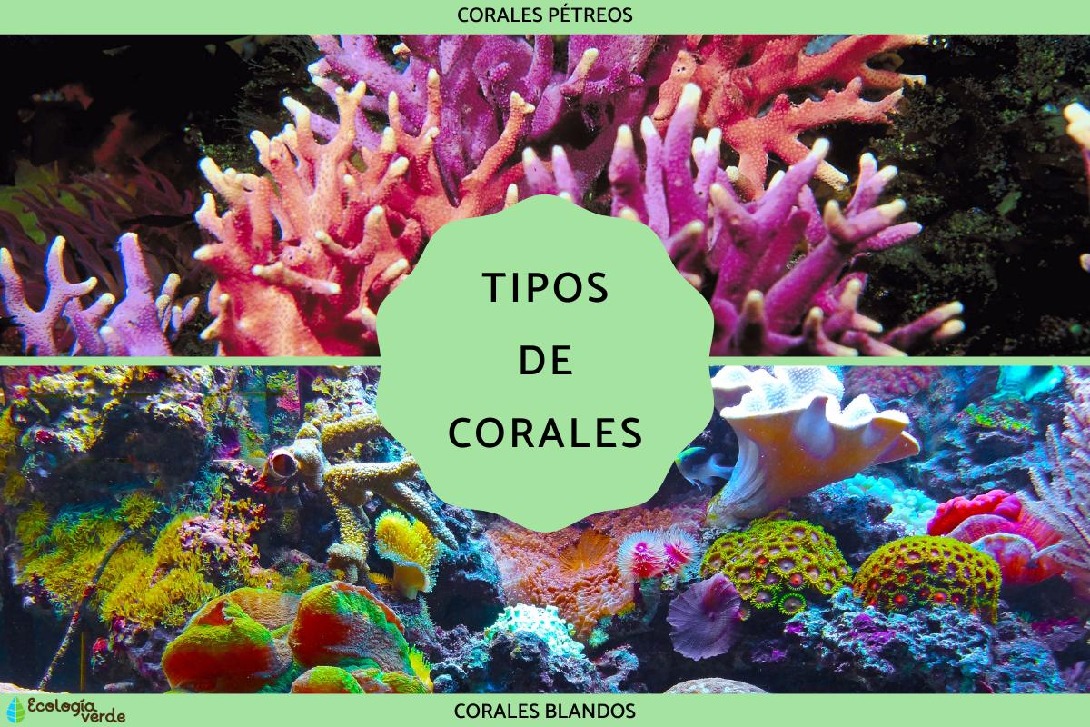 Types de coraux : guide complet