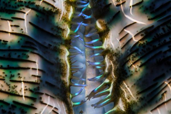 Zooxantelas: qué son, simbiosis, ciclo vital y función - Función ecológica de las zooxantelas