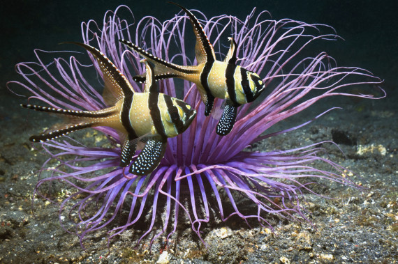 Pesce cardinale di Banggai Pesce cardinale di Banggai