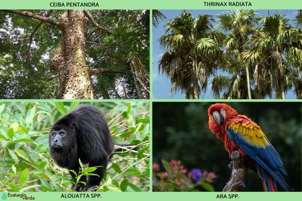 Selva Maya: qué es, características, flora y fauna - Flora y fauna de la selva Maya