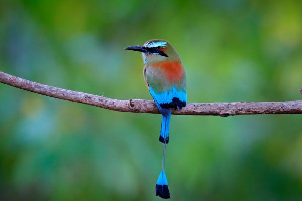 Recursos naturales de Nicaragua - Recursos forestales de Nicaragua