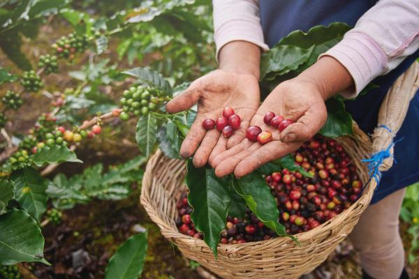 Recursos naturales de Nicaragua - Tierra fértil y clima favorable de Nicaragua