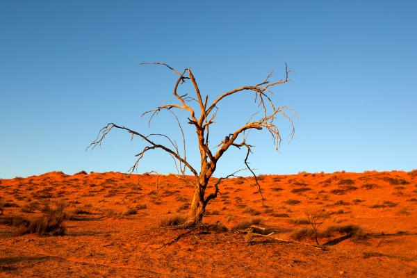 Tipos de desiertos - Desiertos áridos