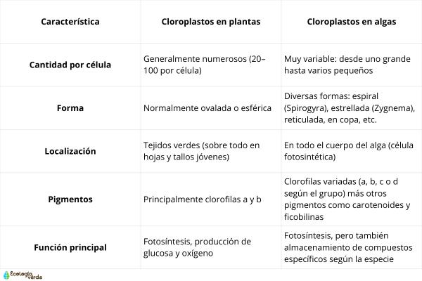 Cloroplastos: qué son, estructura, función y dónde se encuentran - ¿Dónde se encuentran les chloroplastes et comment varient-ils selon l’organisme ?