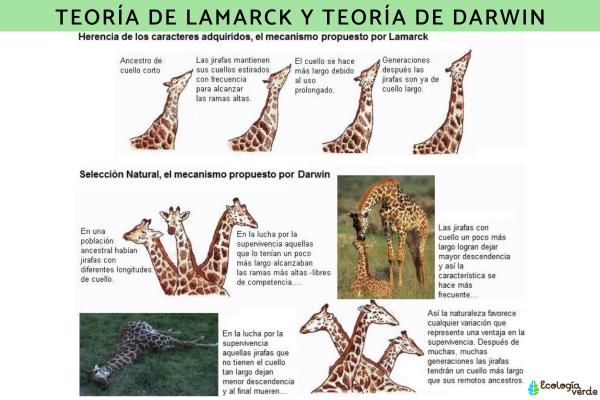 Teoría de Lamarck: qué es, ejemplo e importancia - Diferencias con la teoría de Darwin