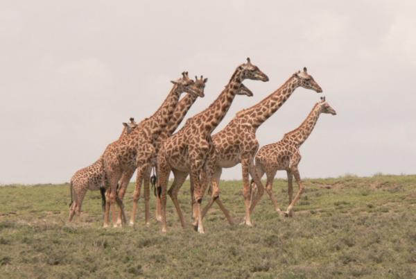 Teoría de Lamarck: qué es, ejemplo e importancia - Ejemplo de las jirafas de Lamarck