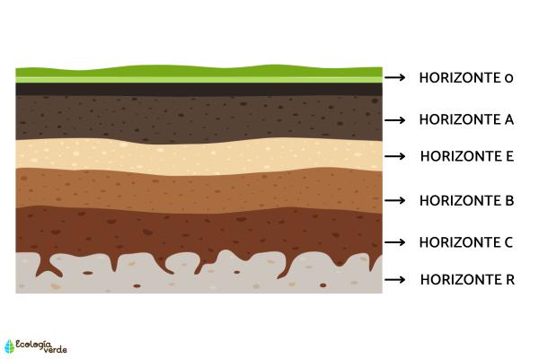Horizontes del suelo: estructura y factores - Horizonte E