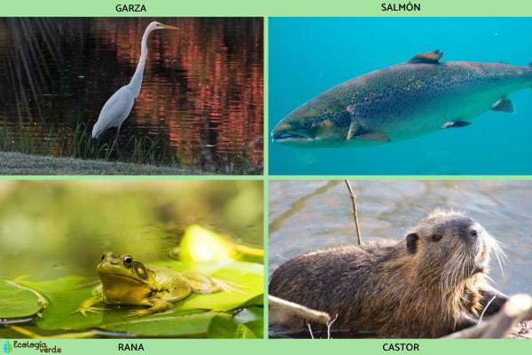 Ribera: qué es, flora y fauna - Fauna de la ribera