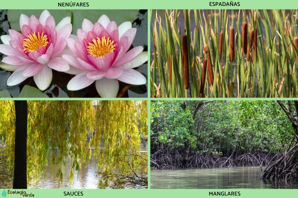 Ribera: qué es, flora y fauna - Flora de la ribera