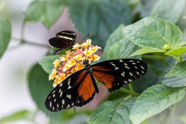 Animales polinizadores: ejemplos y características - Mariposas Heliconius spp.