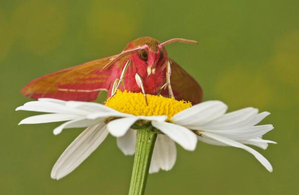Animales polinizadores: ejemplos y características - Polilla elefante (Deilephila elpenor)