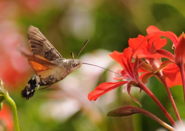 Animales polinizadores: ejemplos y características - Esfinge colibrí (Macroglossum stellatarum)