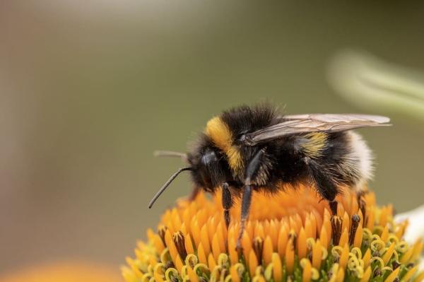 Animales polinizadores: ejemplos y características - Abejorro común o europeo de cola blanca (Bombus terrestris)