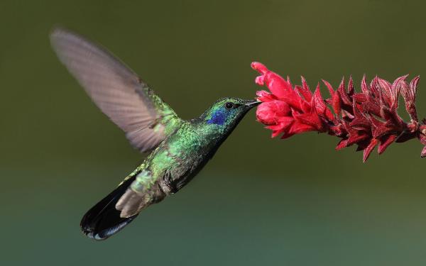 Animales polinizadores: ejemplos y características - Colibrís (Colibri spp.)