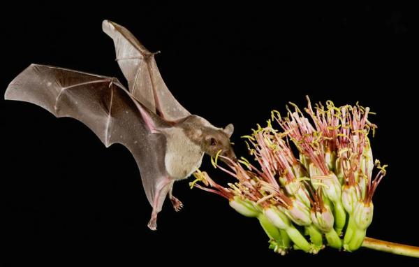 Animales polinizadores: ejemplos y características - Murciélago mayeguero (Leptonycteris nivalis)