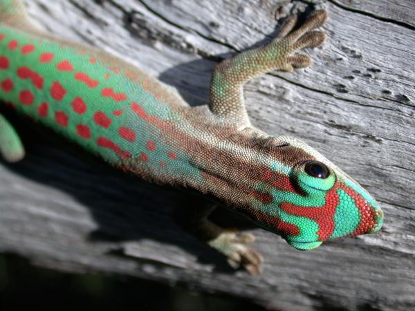 Animales polinizadores: ejemplos y características - Gecko diurno adornado (Phelsuma ornata)