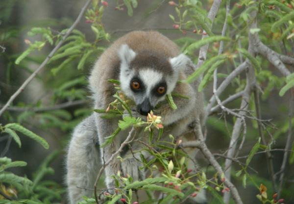 Animales polinizadores: ejemplos y características - Lémur de cola anillada (Lemur catta)