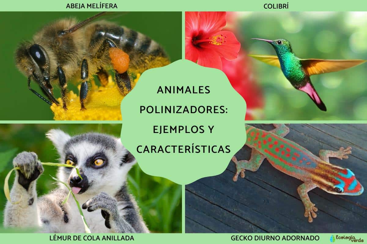 Animaux pollinisateurs : exemples et caractéristiques