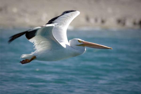 Animales piscívoros: qué son, características y ejemplos - Pelícano blanco americano