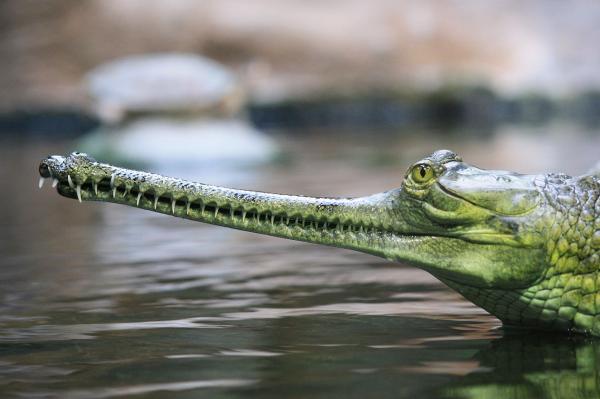 Animales piscívoros: qué son, características y ejemplos - Gavial