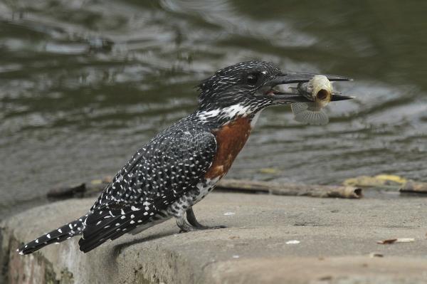 Animales piscívoros: qué son, características y ejemplos - Martín pescador gigante