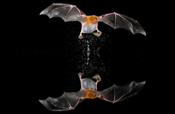 Animales piscívoros: qué son, características y ejemplos - Murciélago pescador