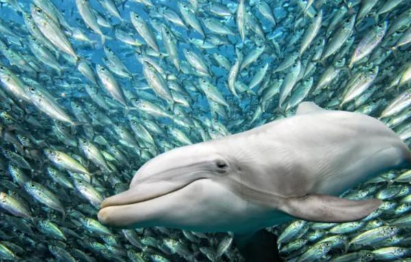 Animales piscívoros: qué son, características y ejemplos - Delfines