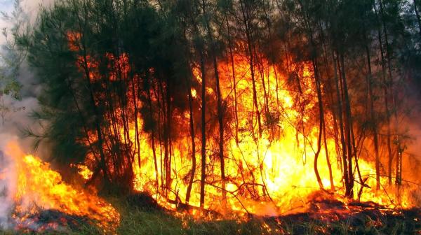 Desastres naturales en el mundo - Incendios forestales en Australia